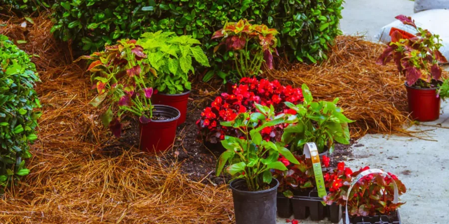 Colorful flower bed installation in progress with vibrant potted plants, red blooms, and fresh pine straw mulch near manicured hedges